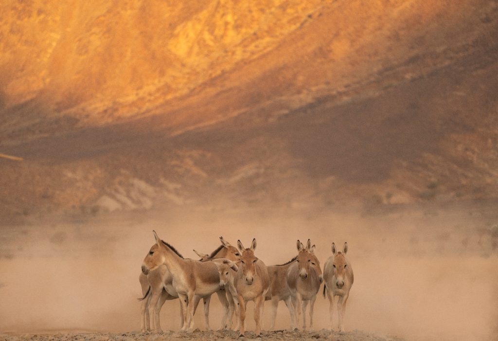 Prince Mohammed bin Salman Royal Reserve brings back the Onager to the Kingdom of Saudi Arabia after 100+ year absence