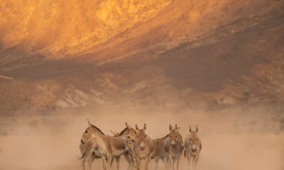 Prince Mohammed bin Salman Royal Reserve brings back the Onager to the Kingdom of Saudi Arabia after 100+ year absence