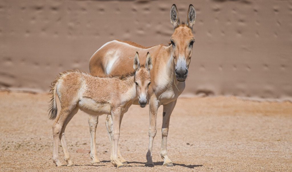 Prince Mohammed bin Salman Royal Reserve brings back the Onager to the Kingdom of Saudi Arabia after 100+ year absence