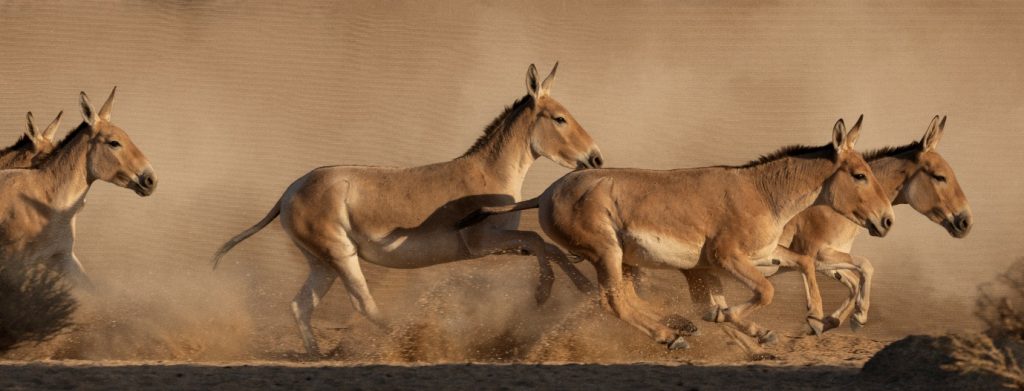 Prince Mohammed bin Salman Royal Reserve brings back the Onager to the Kingdom of Saudi Arabia after 100+ year absence